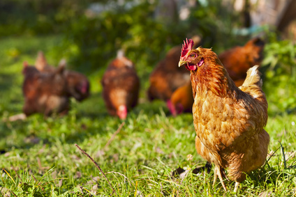 flock of chickens grazing on the grass © spirenko - Fotolia.com